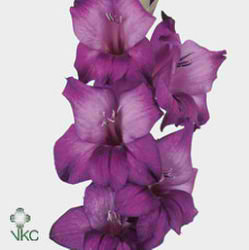Gladioli Large Purple Flora
