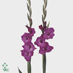 Gladioli Large Schelde