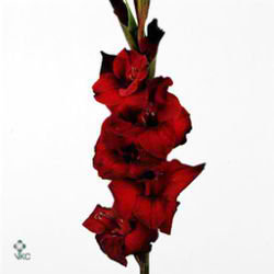 Gladioli Large Sweet Shadow
