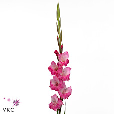 Gladioli Large t 512 Select