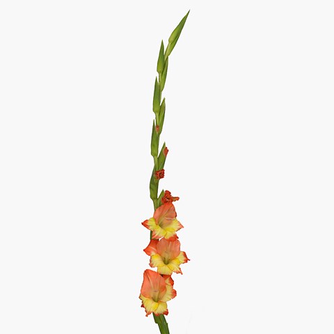 Gladioli Princess Margaret