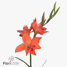 Gladioli Mini Amanda Mahy