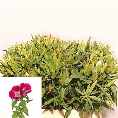 Godetia Clarkia Grace Red