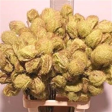 Gomphocarpus Fruticosus Petra Silk