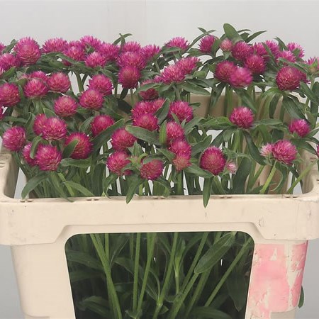 Gomphrena Cherry Pink