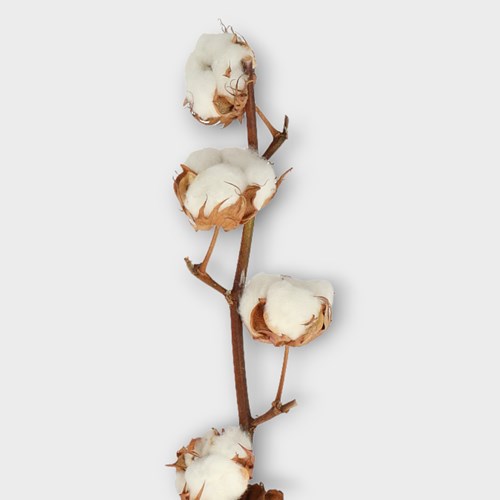 Gossypium Cotton - 8 Buds