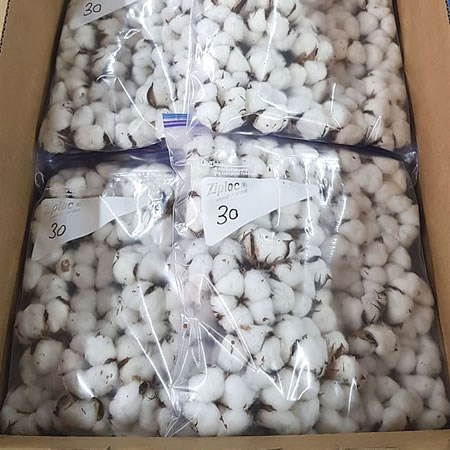 Gossypium Cotton Buds in Bag (30)