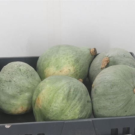 Gourds - Blue Hubbard