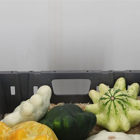 Gourds - Cucurbita Kalebas Mix