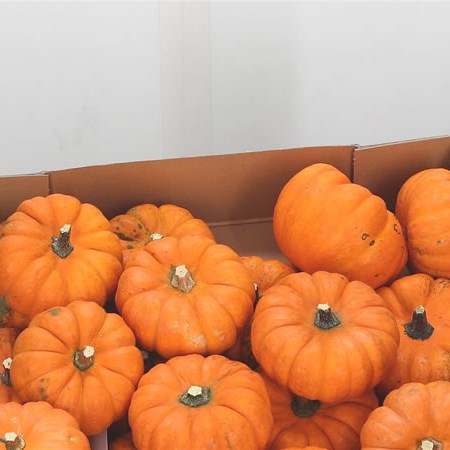 Gourds - Jack Be Little