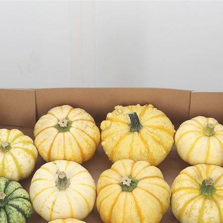 Gourds - Little Pokermon