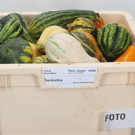 Gourds - Maya Mix