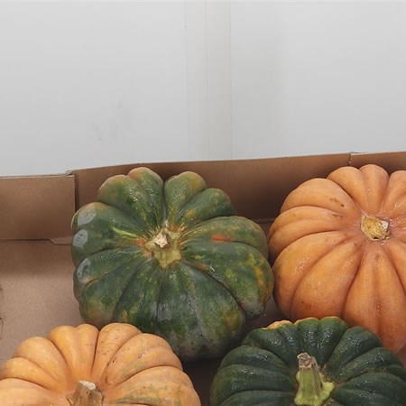 Gourds - Muts Mosh Hayato