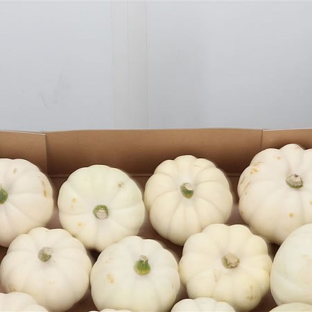 Gourds - Pepo Baby Boo