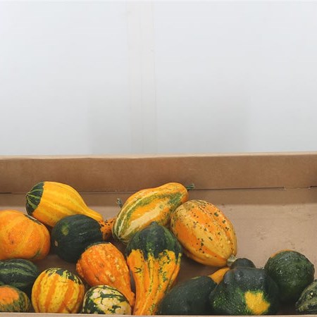 Gourds - Pepo Gem Mix