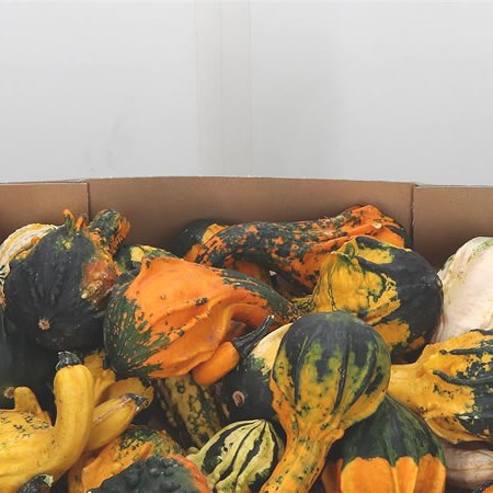 Gourds - Pepo Indian Mix