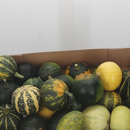 Gourds - Pepo Mix