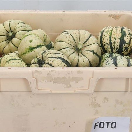 Gourds - Sweet Dumpling