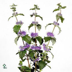 Caryopteris Incana