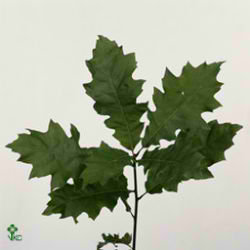 Oak Leaves Green