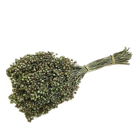 Pepper Berries Dyed Green (Schinus Molle )