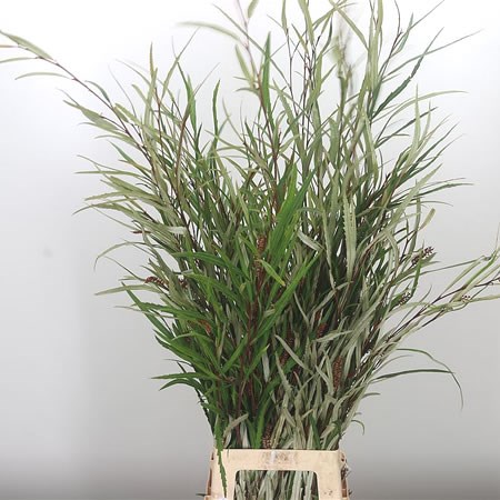 Grevillea XL