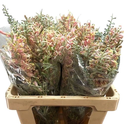 Grevillea Cal Gem
