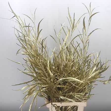 Grevillea Dyed Gold