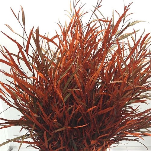 Grevillea Dyed Orange