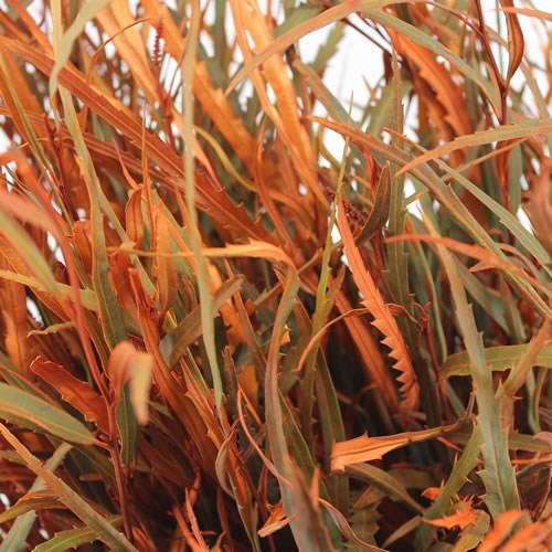 Grevillea Dyed Orange