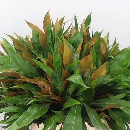 Grevillea Gold Baileyana