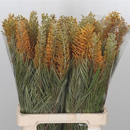 Grevillea Honey Gem
