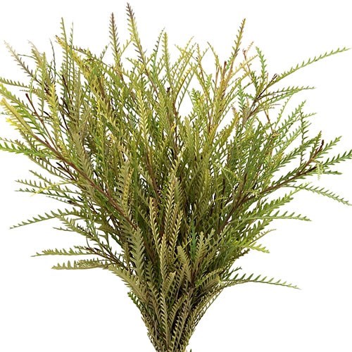 Grevillea Ivanhoe