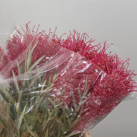 Grevillea Misty Red