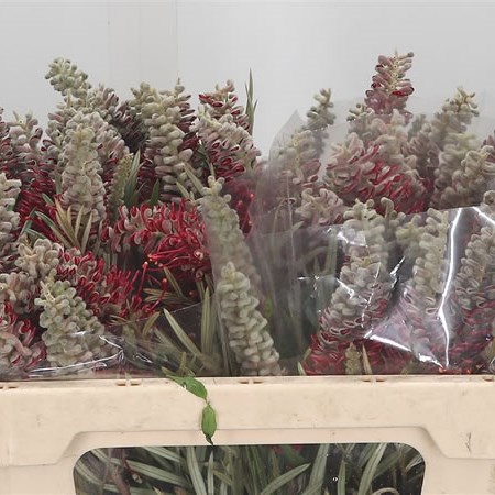 Grevillea Misty Red
