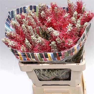 Grevillea Misty Red
