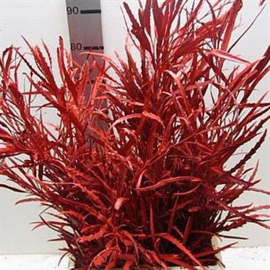 Grevillea Asplenifolia Dyed Red