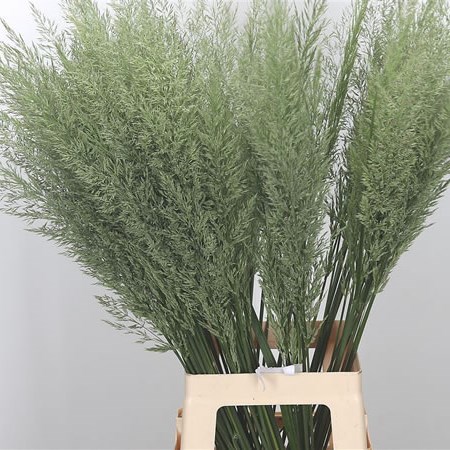 Grey Goose Grass