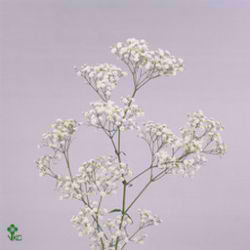 Gypsophila new love