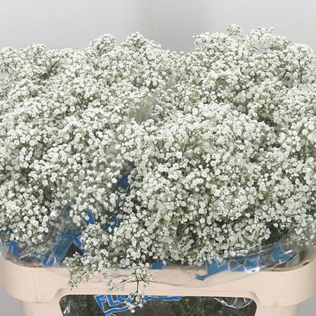 Gypsophila Blancanieves
