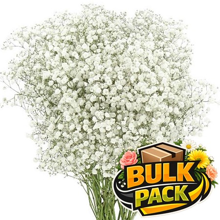 Gypsophila Bulk Pack - Large Headed