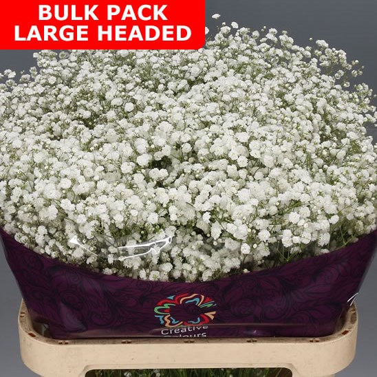 Gypsophila Bulk Pack - Large Headed 70cm  Wholesale Dutch Flowers &  Florist Supplies UK
