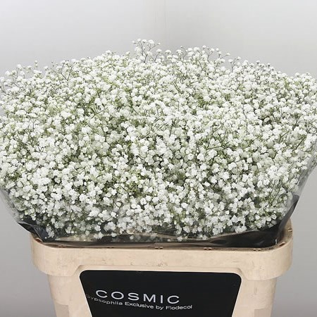 Gypsophila Cosmic