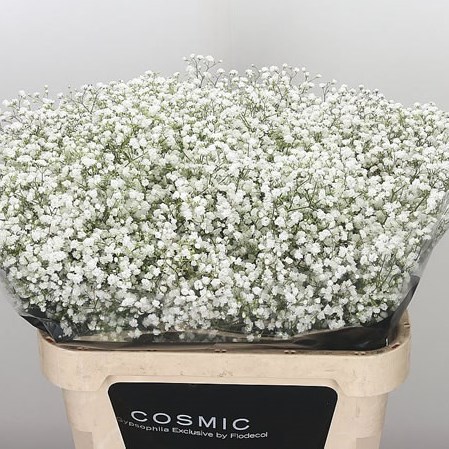 Gypsophila Cosmic