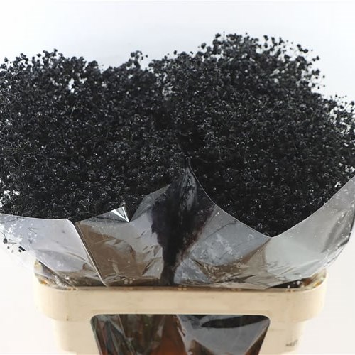 Gypsophila Dyed Black