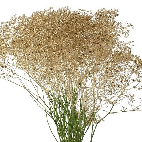 Gypsophila Dyed Gold