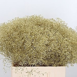 Gypsophila Dyed Gold