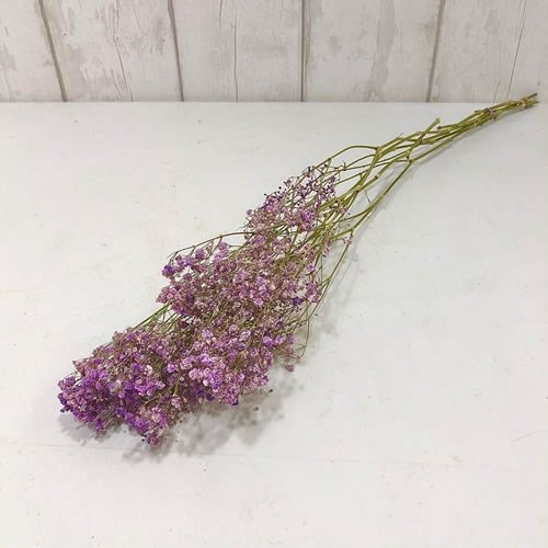 Gypsophila Dyed Lilac (Dried)