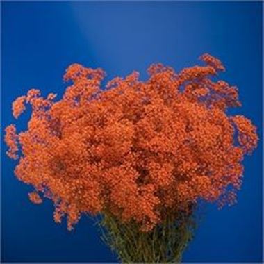 Gypsophila Dyed Orange