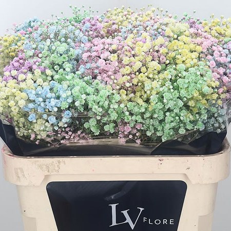 Gypsophila Dyed Rainbow (Ecuadorian)